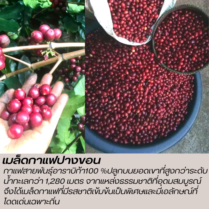 เมล็ดกาแฟปางขอนเชียงราย-คั่วใหม่-บรรจุถุงติดวาลว์-500g-เมล็ดกาแฟสดคั่วบด-เมล็ดกาแฟอราบิก้าแท้100-กาแฟคั่วเข้ม-คั่วเข้มมาก-ส่งฟรี