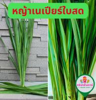 หญ้าเนเปียร์ใบสด 500กรัม ใหม่ปลอดสารพิษสำหรับสัตว์ฟันแทะเต่ากระต่ายหนูแกสบี้