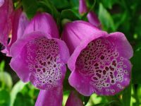 เมล็ดพันธุ์ ดอกฟ๊อกเลิฟ ดิจิทาลิส digitalis purpurea foxglove excelsior 1000 เมล็ด เมล็ดพันธุ์นำเข้าจาก อังกฤษ