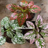 HOT** ละอองดาว  เลี้ยงง่ายโตไว สีสวย  ต้นละอองดาว ไฮโพเอสเทส (Hypoestes) ส่งด่วน พรรณ ไม้ น้ำ พรรณ ไม้ ทุก ชนิด พรรณ ไม้ น้ำ สวยงาม พรรณ ไม้ มงคล