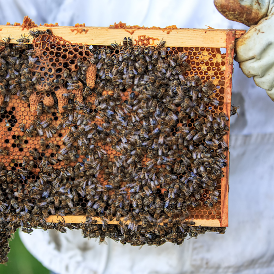 Combo 3 lọ mật ong rừng nguyên chất tự nhiên hoa cà phê 500ml siêu tiết - ảnh sản phẩm 8