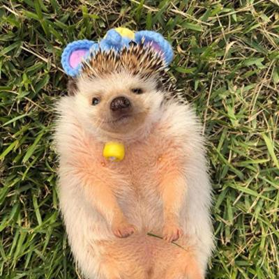 Cute Mini Pet Hat Small Animal Clothing For Hedgehog Hamsters Hat Y8H8