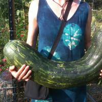 เมล็ดพันธุ์ ฟักทองเนเปิลยาว (Long of Naples Squash Seed) บรรจุ 10 เมล็ด คุณภาพดี ของแท้ 100%