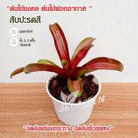 สับปะรดสี หรือบรอมีเลียด  (Bromeliad) ต้นไม้มงคล ต้นไม้ฟอกอากาศ จัดส่งพร้อมกระถาง ต้นไม้สวยๆ ขนาดกระถาง 4 นิ้ว