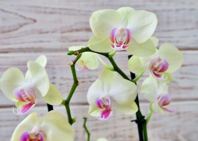 30 เมล็ดพันธุ์ Bonsai เมล็ดกล้วยไม้ ฟาแลนนอปซิส (Phalaenopsis Orchids) Orchid flower Seed อัตราการงอกของเมล็ด 80-85%