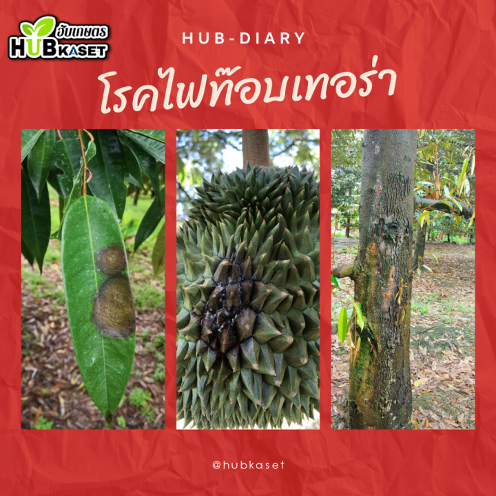 แซดเอ็กซ์โอ-1ลิตร-ฟอสฟอรัส-ป้องกันเชื้อรา-รากเน่าโคนเน่า-ไฟท๊อปเทอร่า