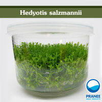 Hedyotis salzmannii (เนื้อเยื่อ) *290*