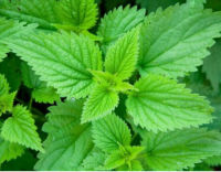 Stinging nettle Urtica dioica 1300 seeds Perennial (UK)