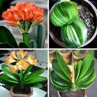 11 เมล็ดพันธุ์ เมล็ด คลิเวีย คลีเวีย ว่านสิบแสน คลิเวียด่าง Lily Clivia seed. อัตราการงอกสูง 80-85%