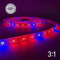 ไฟ LED สำหรับปลูกต้นไม้  (Red: Blue 3:1 ) High Quality SMD5050 Plant Growth LED Strip