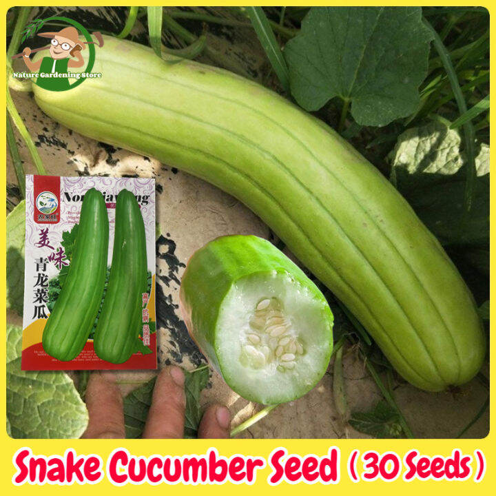 Fresh Organic Rare Snake Cucumber Seeds for Planting (30 Seed) 青龙菜瓜种子