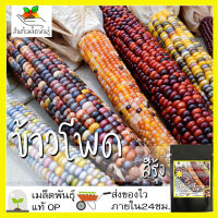 เมล็ดพันธุ์ ข้าวโพด สีรุ้ง 20 เมล็ด Ornamental Indian Corn Seed เมล็ดพันธุ์แท้100% ปลูกผักสวนครัว นำเข้าจากต่างประเทศ ปลูกง่าย โตไว ขายดี เพาะง่าย