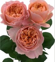 20 เมล็ด Rose Seeds ดอกกุหลาบ กุหลาบแกรนดิฟลอร่า สายพันธุ์ Grandiflora Exquisite สีโอรส ดอกซ้อน ดอกไม้แห่งความรัก ส่งพร้อมคู่มือวิธีปลูก