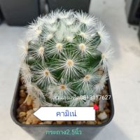 คามิเน่ กระบองเพชร แคคตัส cactus ต้นจริงส่งพร้อมกระถาง2.5นิ้ว สวนลุงแท็ค