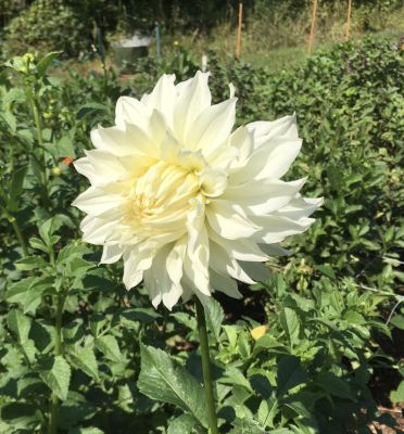 1 หัว/ออเดอร์ รักเร่ Dahlia rhizome สายพันธุ์ White Doitung หัวรักเร่ ดอกไม้ หัวหน่อ นำเข้า เหง้า เนเธอร์แลน