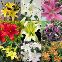 หัว ดอก ลิลลี่ พันธุ์ ดอกหอม ( Lilly Flower Breeding Head ) บรรจุ 1 หัว สายพันธุ์นำเข้าจากต่างประเทศ