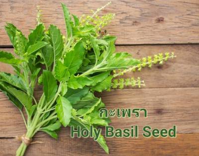 กะเพรา Holy Basil Seed เมล็ดพันธุ์กะเพรา บรรจุ 200 เมล็ด  10 บาท