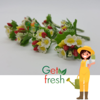 Get Fresh ดอกไม้ดินปั้น 10 ต้น ,ดอกไม้จิ๋ว ,ต้นสตอเบอร์รี่,  Miniature Clay Flower , Fake Flower ,  ขนาดวัดด้วยมือประมาณ 2.5 x 6 cm  เกรดสวยงานละเอียด