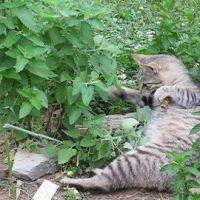 เมล็ดแมวฟินแคทนิป - Catnip Cat Herb100เมล็ด