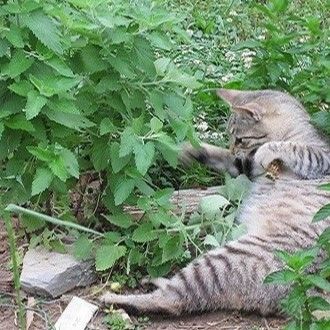เมล็ดแมวฟินแคทนิป - Catnip Cat Herb100เมล็ด