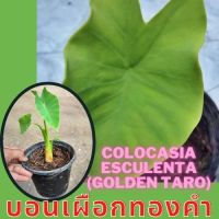 Colocasia Gold Taro ต้นบอนเผือกทองคำ น่าสะสม 1 ต้น จัดส่งไปพร้อมกระถาง