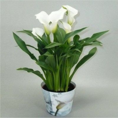 20 เมล็ดพันธุ์ ต้นคาลล่าลิลลี่ คาลล่า ลิลลี่ (Calla Lily) เป็นดอกไม้ ที่แทนสัญลักษณ์แห่งความรัก อัตราการงอกสูง 80-85% Seeds