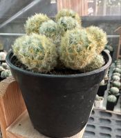 แมมคามิเน่ฟอร์มกอ Mammillaria Carmenae กระถาง 4 นิ้ว