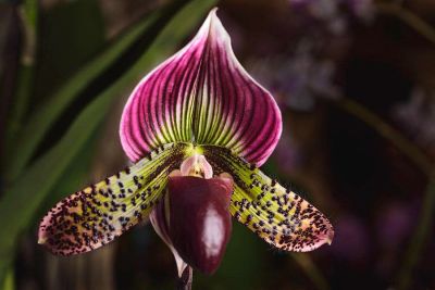 30 เมล็ดพันธุ์ เมล็ดกล้วยไม้ กล้วยไม้รองเท้านารี (Paphiopedilum Orchids) Orchid flower seeds อัตราการงอกสูง 80-85%