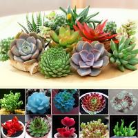 พร้อมสต็อกประเทศไทย 100pcs/bag mixed lithops seeds rare succulent seeds Ass flower seeds Pseudotruncatella Living Stone bonsai mini garden plant ดอกไม้ปลูก เมล็ดพันธุ์ผัก ไม้ประดับ ต้นไม้มงคลแคระ เมล็ดพันดอกไม้ บอนไซ เมล็ดดอกไม้ บอนไซ ต้นไม้