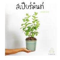 Treeno.9  T226 สเปียร์มินต์ (SPEARMINT) ส่งแบบ ถุงดำ 6 นิ้ว  !ราคาสุดพิเศษ! กลิ่นหอม ใบหยักสวย ใช้ปรุงและประดับอาหาร