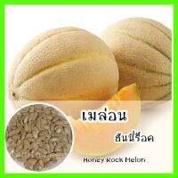 พร้อมส่ง รหัส 157 เมล็ดพันธุ์ OP แท้    เมล่อนฮันนี่ร็อค - Honey Rock Melon เมล็ดดอกไม้ ดอกไม้ปลูกสวยๆ เมล็ดดอกไม้ เมล็ดพันธุ์ผัก