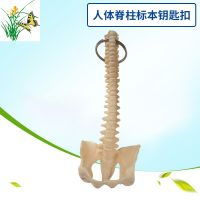 Human body key small spine model of human spine specimen lumbar spine bone model