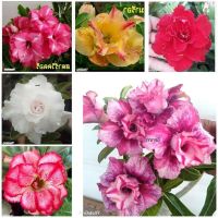 12 เมล็ด เมล็ดพันธุ์ ชวนชม สายพันธุ์ฮอลแลนด์ คละสี Adenium Seed กุหลาบทะเลทราย Desert Rose ราชินีบอนไซ อัตรางอก 80-90%