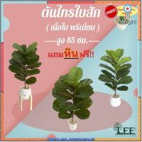 (เกรดใบพรีเมี่ยม) ต้นไทรใบสัก เสมือนจริง สูง 85 ซม. ต้นไม้ปลอมตกแต่งบ้าน (ก3) สินค้ามีจำนวนจำกัด