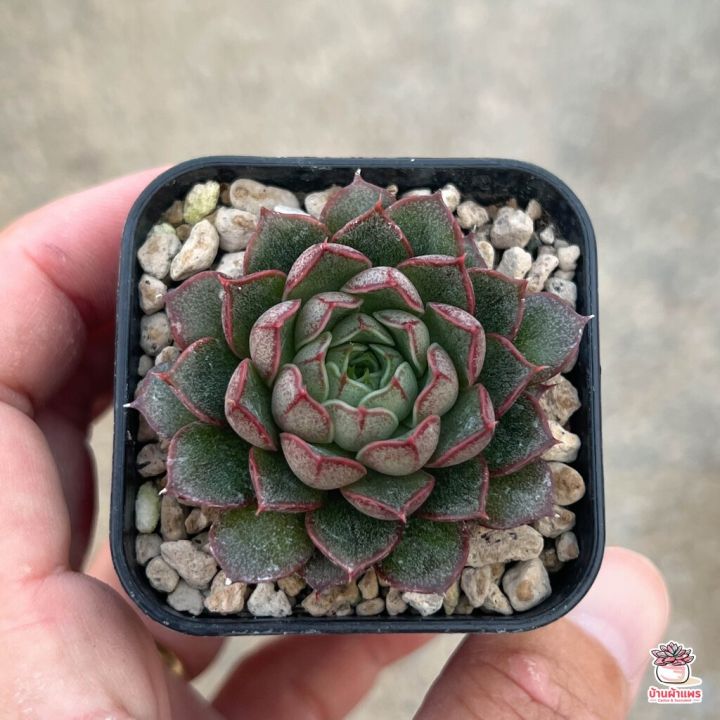 สุดคุ้ม-echeveria-yamatomini-ไม้อวบน้ำ-กุหลาบหิน-cactus-amp-succulentหลากหลายสายพันธุ์-ราคาถูก-พรรณ-ไม้-น้ำ-พรรณ-ไม้-ทุก-ชนิด-พรรณ-ไม้-น้ำ-สวยงาม-พรรณ-ไม้-มงคล