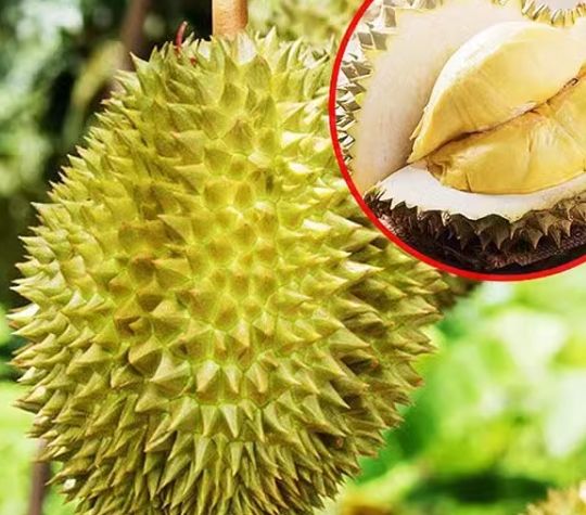 Musang King Grafted Thai Durian Seedlings Planted In The South And