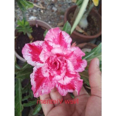 12 เมล็ด เมล็ดพันธุ์ ชวนชม สายพันธุ์ไต้หวัน ดอกซ้อน Adenium Seeds กุหลาบทะเลทราย Bonsai Desert Rose ราชินีบอนไซ อัตรางอกสูง 70-80%