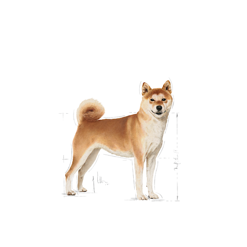 petclub-royal-canin-shiba-inu-adult-อาหารสุนัขพันธุ์ชิบะ-อินุ-4kg