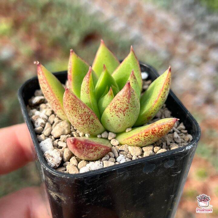 pro-โปรแน่น-echeveria-rainstar-ไม้อวบน้ำ-กุหลาบหิน-cactus-amp-succulentหลากหลายสายพันธุ์-ราคาสุดคุ้ม-พรรณ-ไม้-น้ำ-พรรณ-ไม้-ทุก-ชนิด-พรรณ-ไม้-น้ำ-สวยงาม-พรรณ-ไม้-มงคล