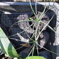 beaucarnea gracilis แซ่ม้าพันธุ์ใบฟ้า ? พันธุ์เมืองนอก หายาก