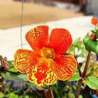 เมล็ดพันธุ์ มิมิวลัส / ไทเกอร์ มังกี้ mimulus tigrinus tiger monkey 400 เมล็ด เมล็ดพันธุ์นำเข้าจาก อังกฤษ