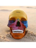 4 dmaster human skull model medical fine arts skull skull model furnishing articles assembled human body model