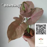 ต้นออมชมพูหรือออมนาค” (Syngonium hybrid pink)_ไม้ประดับและไม้ฟอกอากาศและไม้มงคลไม้มงคล ช่วยเรียกเงิน เรียกทอง เรียกโชคลาภ _ขนาดบรรจุ4"