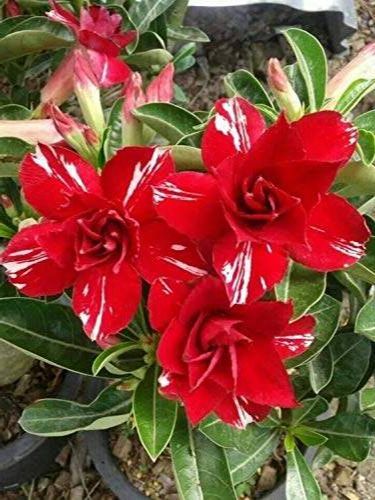 10-เมล็ด-เมล็ดพันธุ์-bonsai-ชวนชม-สายพันธุ์ไต้หวัน-สีแดง-adenium-seed-กุหลาบทะเลทราย-desert-rose-ราชินีบอนไซ-มีคู่มือปลูก-นำเข้าจากไต้หวัน