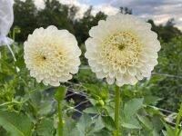 1 เหง้า/ชุุด รักเร่ Dahlia Bulb สายพันธุ์ Brookside Snowball หัวรักเร่ ดอกไม้ ดอกรักเร่ เหง้า นำเข้า ยุโรป หัวสดใหม่ ผ่านการแช่เย็นแล้ว