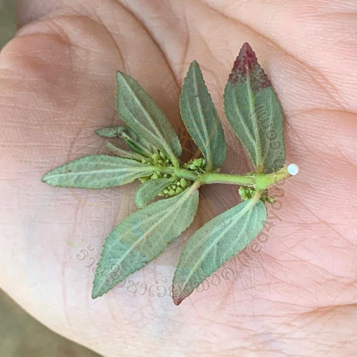 ชาน้ำนมราชสีห์-ใบชาเวียงพิงค์-garden-spurge-ขนาด-15-ซองชา-สมุนไพรน้ำนมราชสีห์-บรรเทาอาการน้ำในหูไม่เท่ากัน-เวียนหัว-บ้านหมุน-ช่วยกระตุ้นระบบภูมิคุ้มกันในร่างกาย