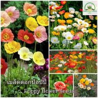 เมล็ดพันธุ์ ต้นดอกไม้สวยๆ Mixed Flanders Flower Seeds เมล็ดดอกไม้ บอนไซ ไม้ดอก ต้นไม้ประดับ ต้นไม้ฟอกอากาศ เมล็ดบอนไซ พันธุ์ดอกไม้ ดอกไม้จริง ของแต่งสวน เมล็ดพันธุ์แท้ 100% ปลูกง่าย ปลูกได้ทั่วไทย (แต่ละแพ็คมี 300 เมล็ด - Seeds for planting)