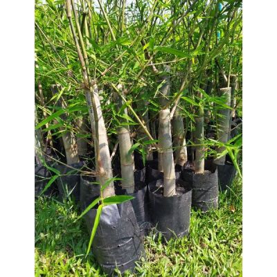 ขายดีอันดับ1 ต้นซางไผ่ (ชำรากตอ) ส่งทั่วไทย ต้นไม้ ฟอก อากาศ กระถาง ต้นไม้ ไม้ ประดับ ต้นไม้ ปลูก ใน บ้าน