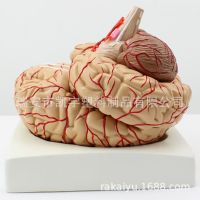 Organ model of human brain artery dissection model 9 parts teaching model of medical model