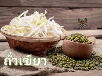 ถั่วเขียว  Mung Bean Seed เมล็ดพันธุ์ถั่วเขียว บรรรจุ 70-75 เมล็ด 10 บาท